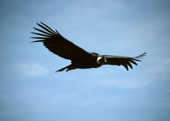 Gobierno crea la Reserva Nacional de Illescas, zona donde se reproduce el cóndor andino
