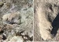 Estudio revela que supuestas huellas de oso corresponden a un ancestro humano desconocido