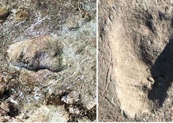Estudio revela que supuestas huellas de oso corresponden a un ancestro humano desconocido