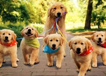 ¿A qué edad un perro deja de ser cachorro y pasa a ser adulto?