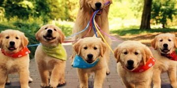 ¿A qué edad un perro deja de ser cachorro y pasa a ser adulto?