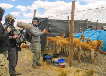 Natgeo mostrará el chaku de vicuñas y sus primeros cazadores en documental