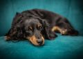Francia prohíbe la venta de perros y gatos en tiendas de animales