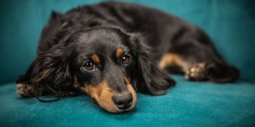 Francia prohíbe la venta de perros y gatos en tiendas de animales