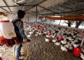 Sacrificarán a 7.000 aves en Japón tras detectar brote de gripe aviar
