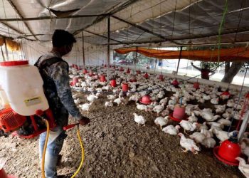 Sacrificarán a 7.000 aves en Japón tras detectar brote de gripe aviar