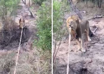 León se une al juego de jalar la soga con  turista y asombra a miles
