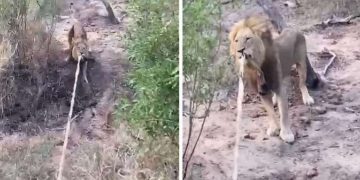 León se une al juego de jalar la soga con turista y asombra a miles
