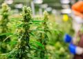 Mujeres pretendían llegar a Trujillo con 23 kilos de marihuana en las maletas