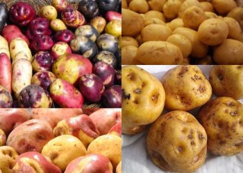 Papa peruana: conoce cuáles son las variedades más usadas en las cocinas del Perú