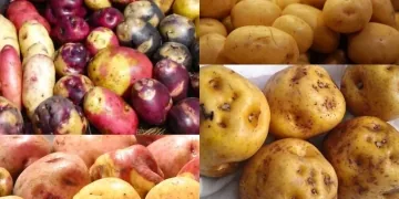 Papa peruana: conoce cuáles son las variedades más usadas en las cocinas del Perú