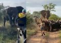 Elefante embiste violentamente un vehículo lleno de turistas durante un safari