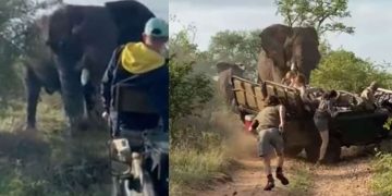 Elefante embiste violentamente un vehículo lleno de turistas durante un safari