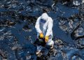 Repsol afirma que se derramaron 10 396 barriles de petróleo en el mar en un nuevo balance