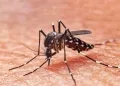 dengue-peru-cap