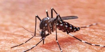 dengue-peru-cap
