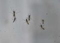 zancudo-dengue-cap