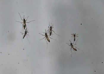 zancudo-dengue-cap