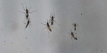 zancudo-dengue-cap