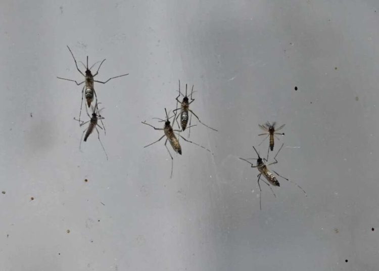 zancudo-dengue-cap
